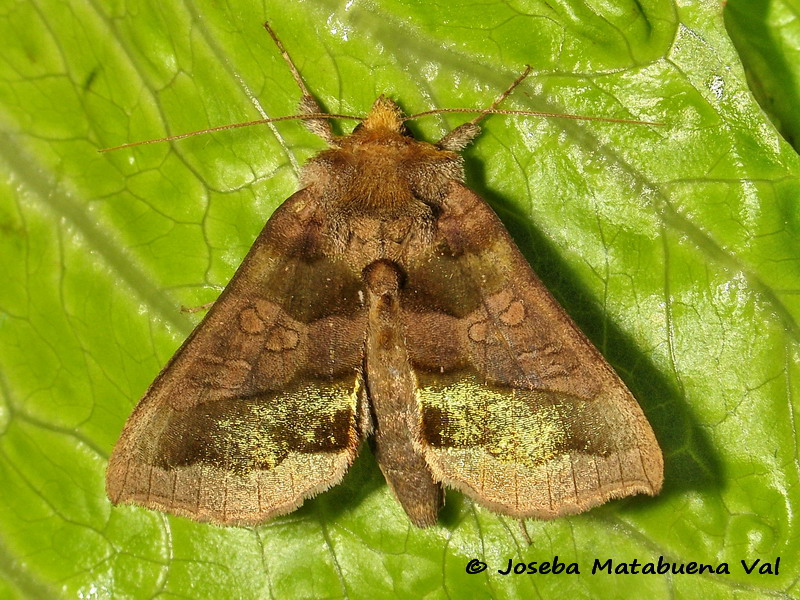 Diachrysia chrysitis - Noctuidae